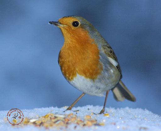Robin 8M081D-06.JPG